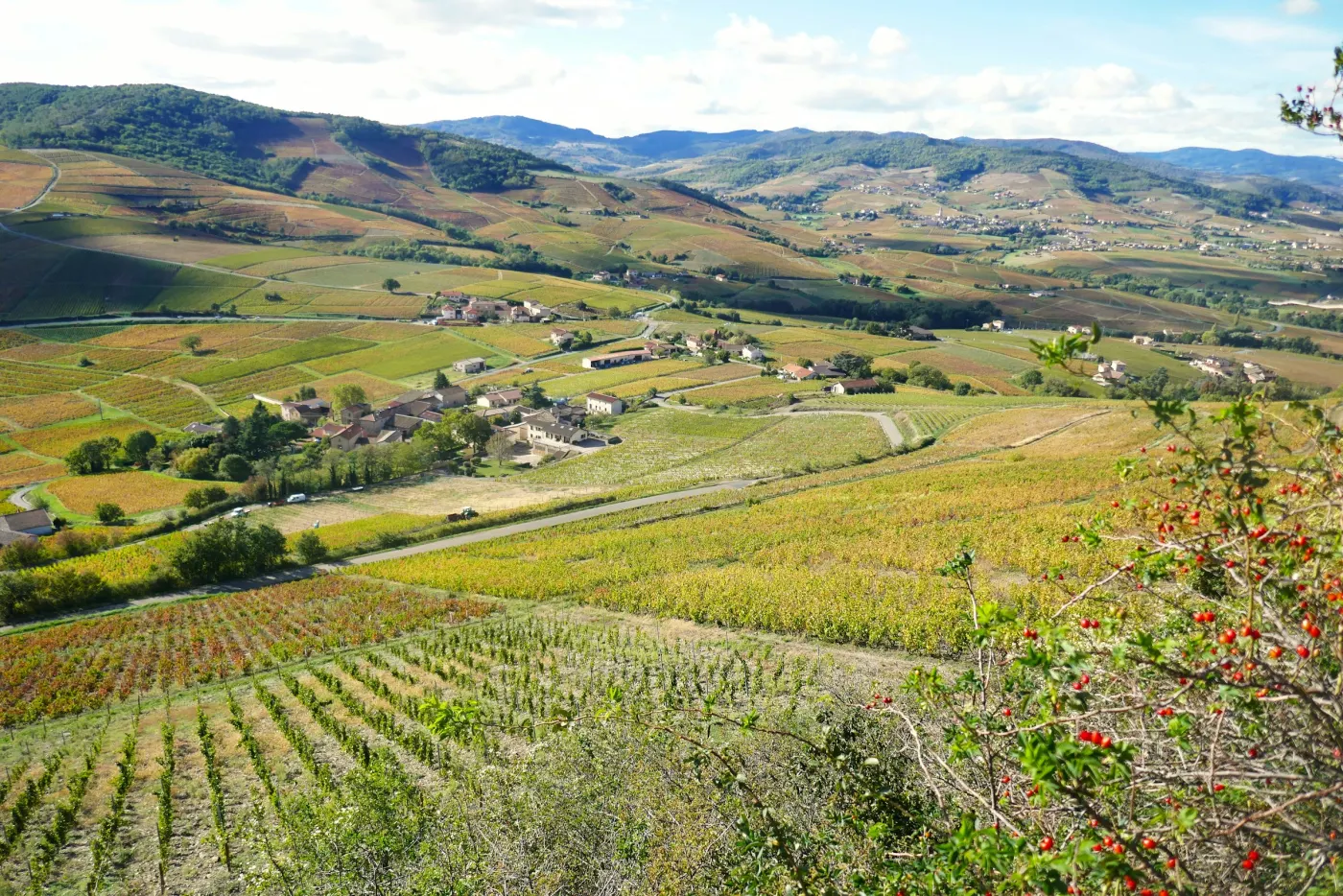 Vignoble vallonné du Beaujolais entre Odenas et Brouilly
